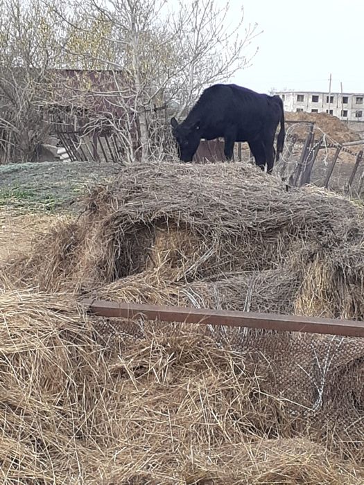 Продам двух телок