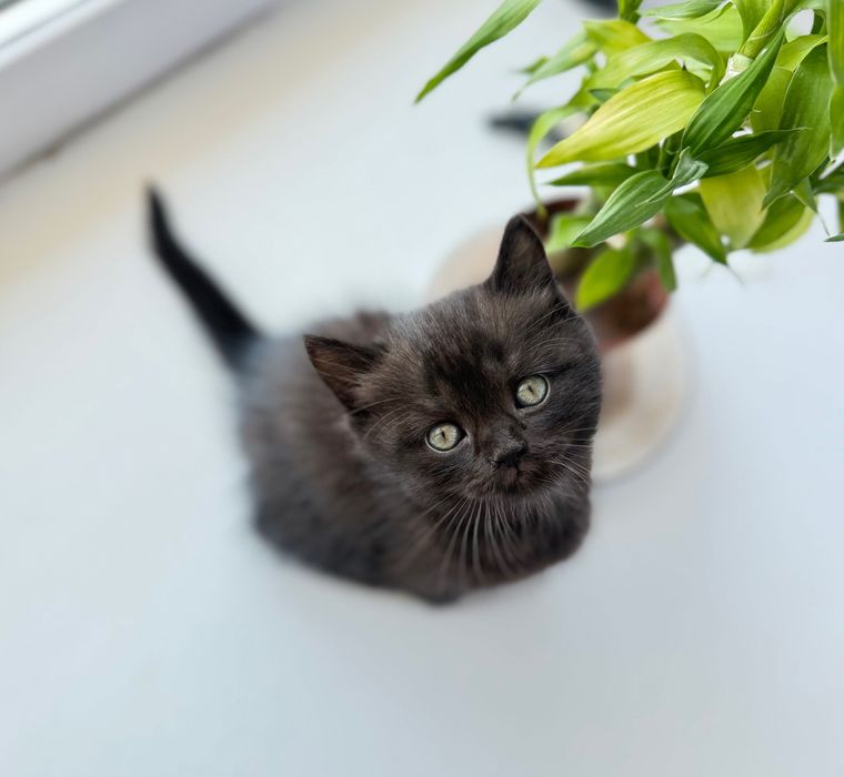 Котята, шотландские, страйтики)