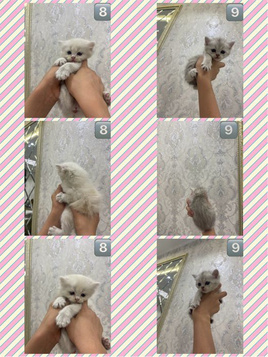 Скотиш фолд страйт