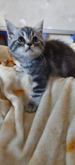 Продажа породистых котят,  им 2-мес.