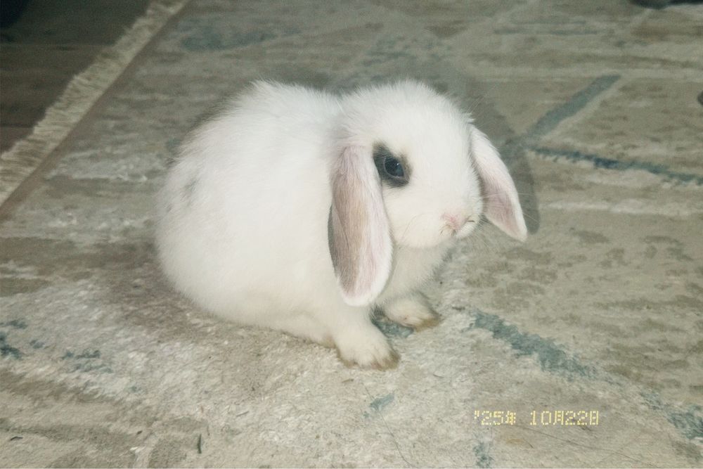 декоротивный кролик