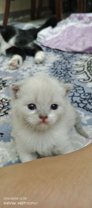 Скотиш фолд скотиш страйт