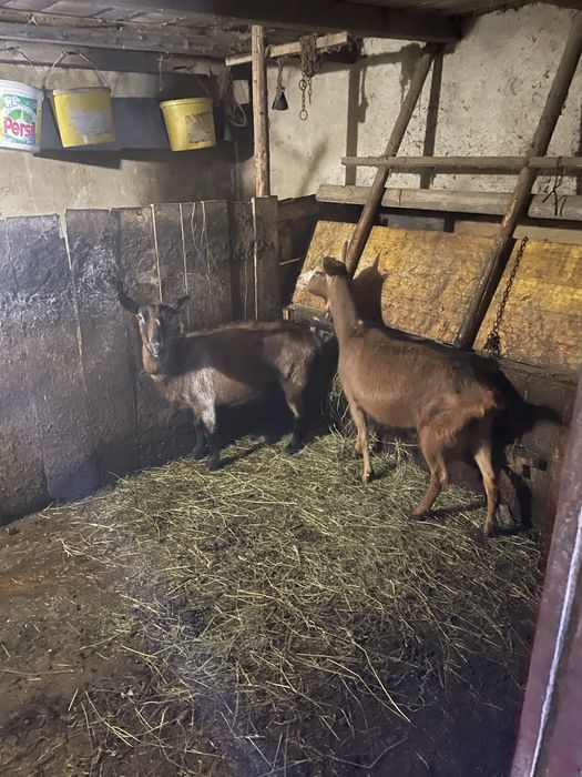 Vand  2 capre alpine gestante