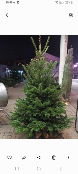 Коледна Естествена  Норманска   Елха