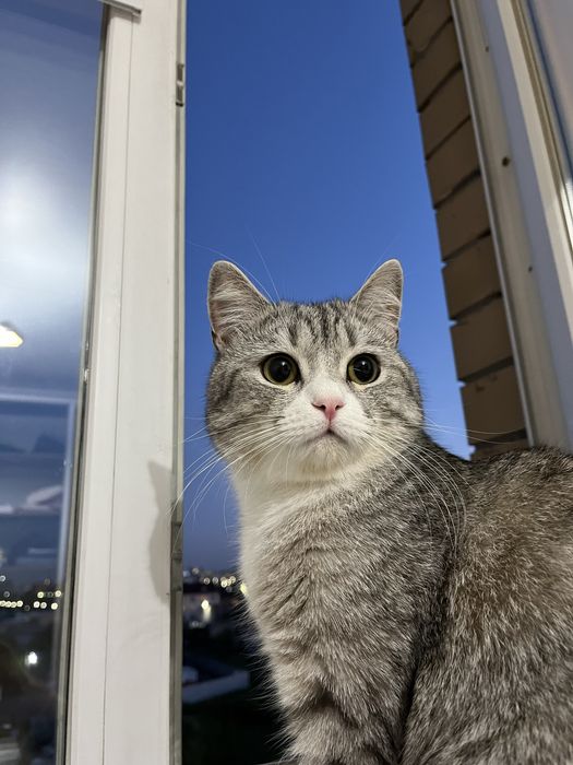 Отдам даром кошку