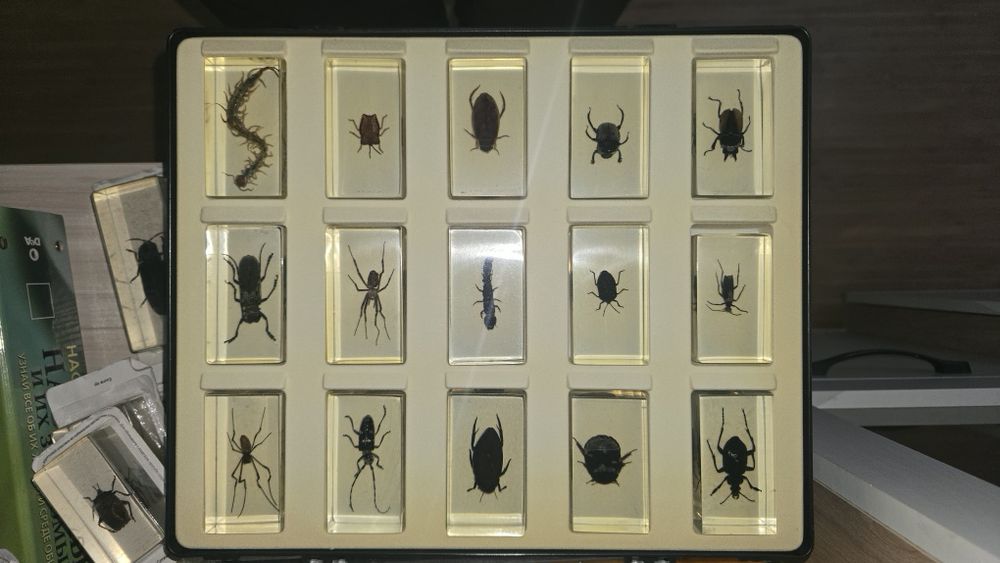 Продам коллекцию насекомых