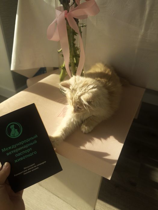 Котенок Toffi астана