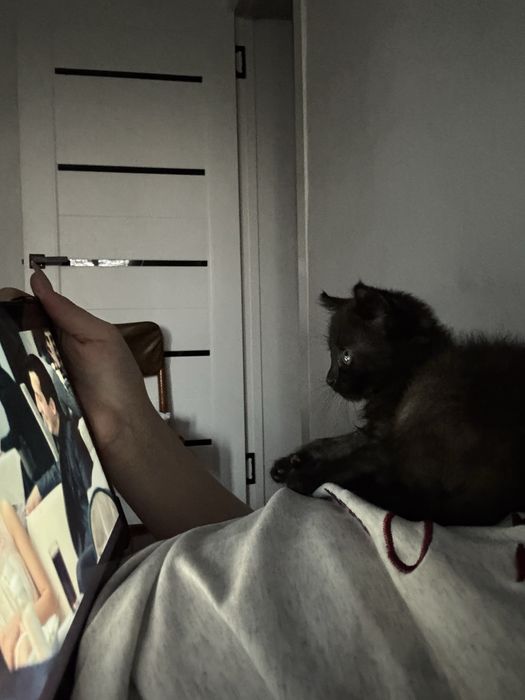 Отдам котенка (мальчика).