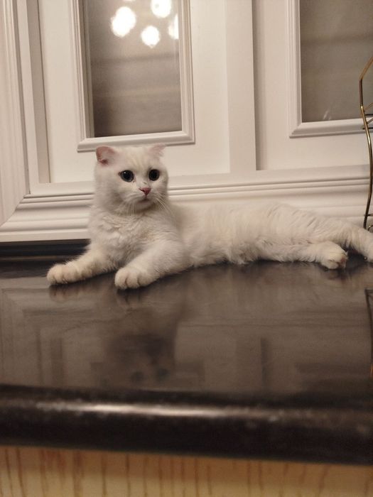 Onlayn porno filmlarni tomosha qiling