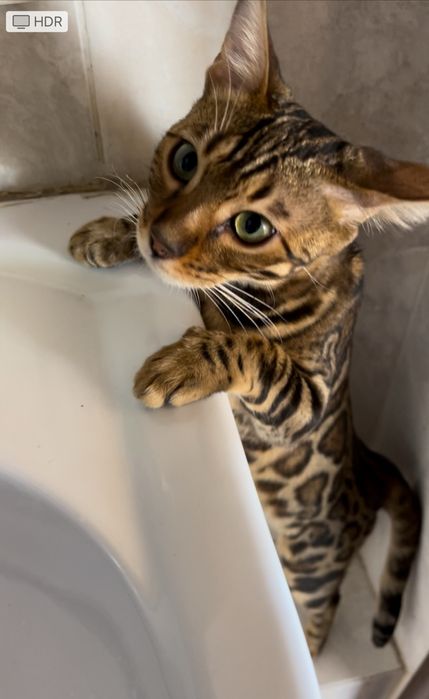 Бенгальская кошка