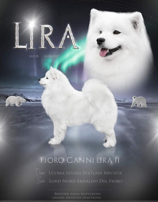 Бебета самоед с FCI родословия