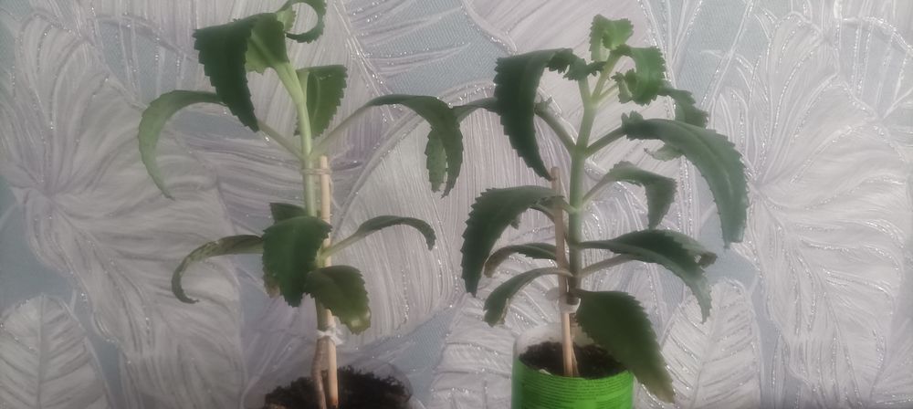 Продам каланхоэ лечебный