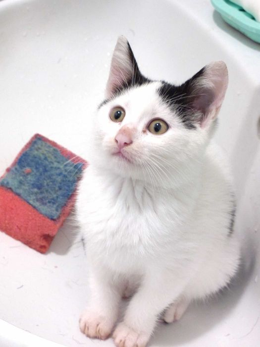 Малък сладур си търси дом (коте, котка)