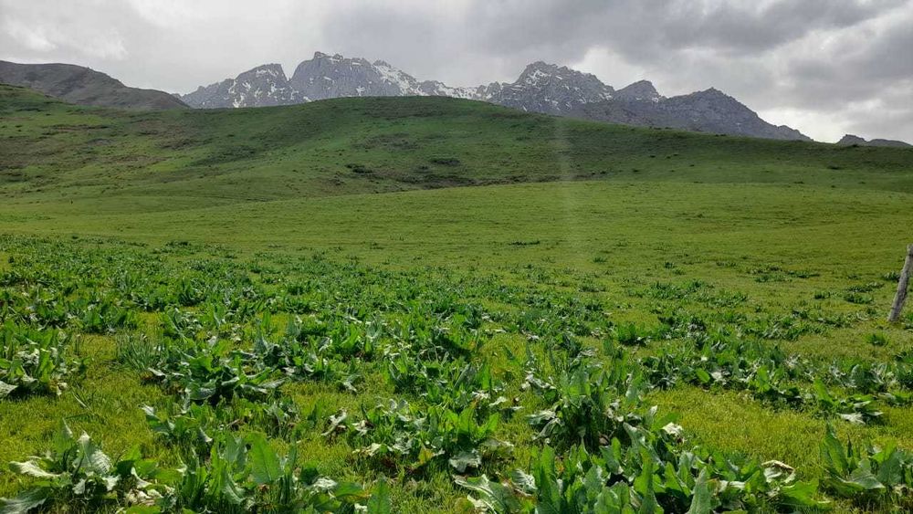 Срочно продается фазенда