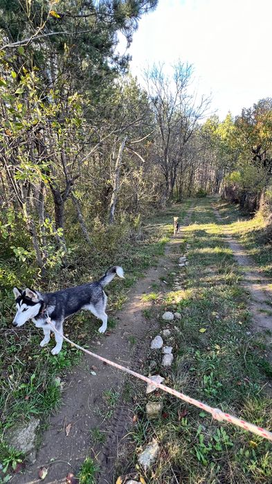 Хъски - мъжко на 6 месеца