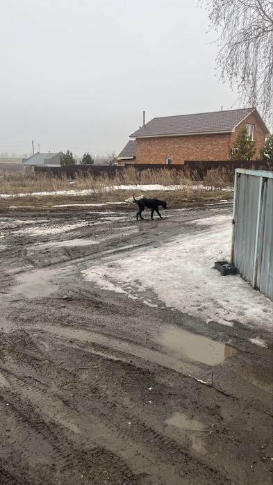 Пропала тазы сука 1 год