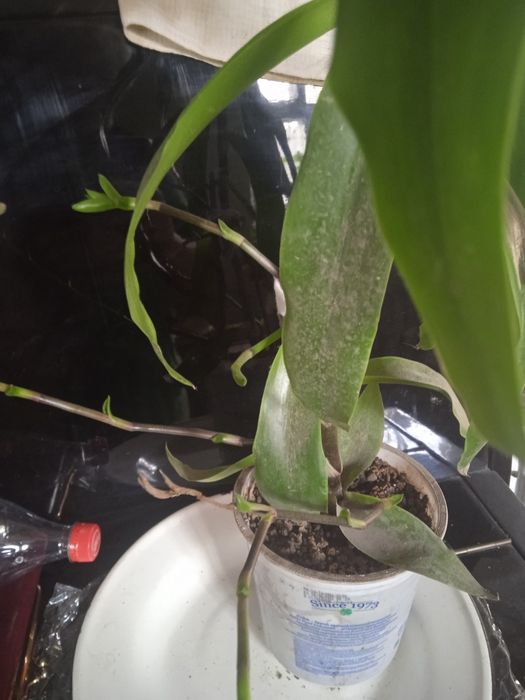 Золотой ус лечебный