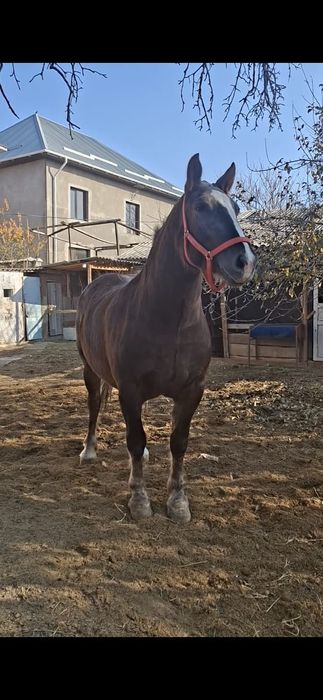 Продам очень хорошую кобылу