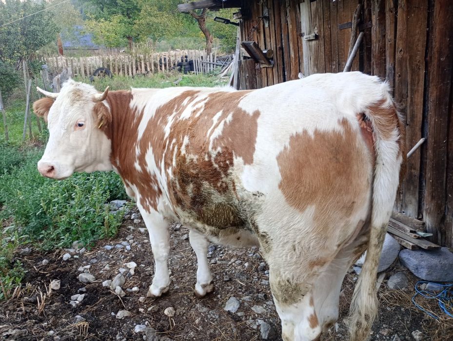 Vând Juninca Bălțata Românească