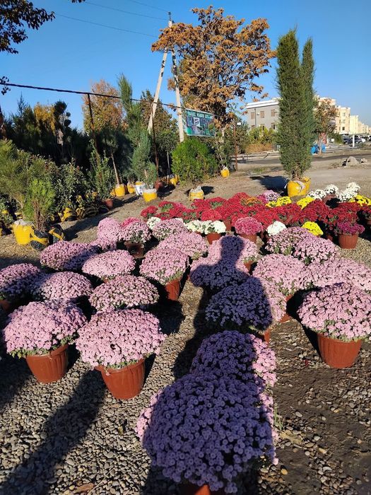 Archa va gullar arson narxlarda sotiladi Xaxlagan Archadan bori