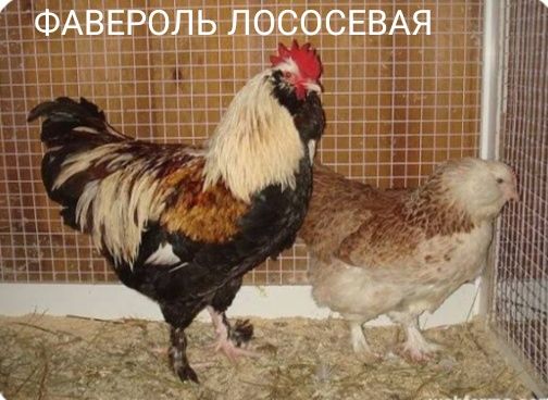 Продам петушков Фавероль Лососевый