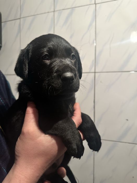 Лабрадор  щенки мальчики