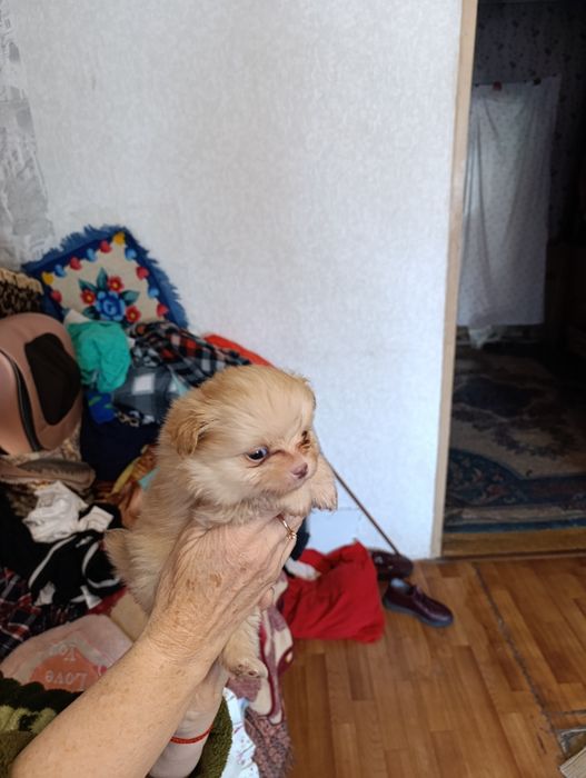 Чихуахуашки миники