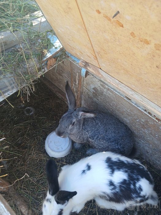 3 dona bo‘goz quyonlar sotiladi