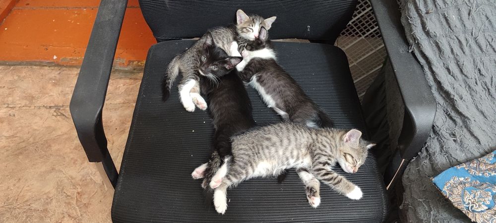 Котята 1 месячные