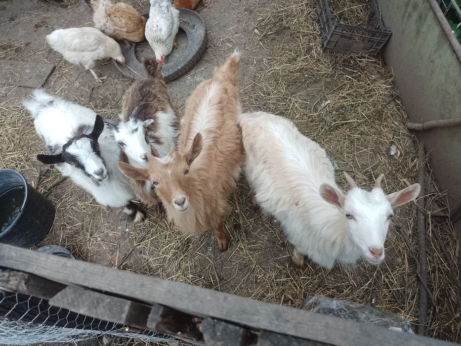de vânzare 3 ieduțe și un  ied