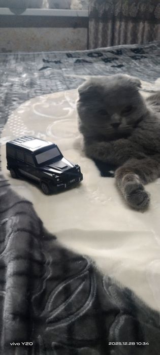 Британ мушук тоза парода