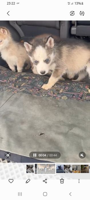 Щенка хаски мальчик.