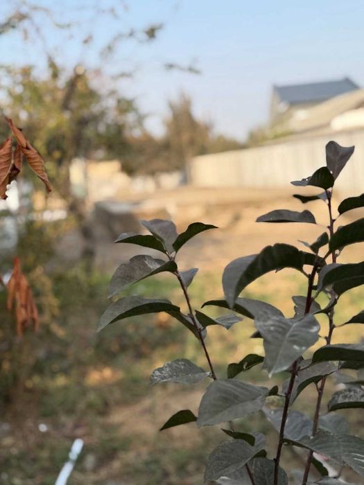 Продается дом . земельный участок , 15,3 сотки в Янги Узбекистан