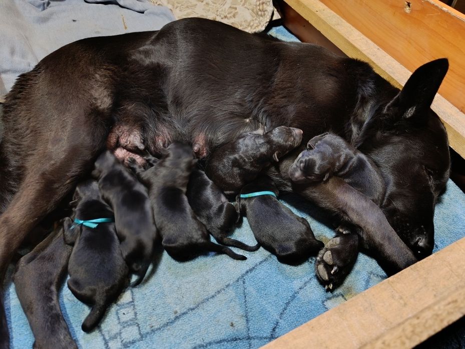Щенки немецкой овчарки