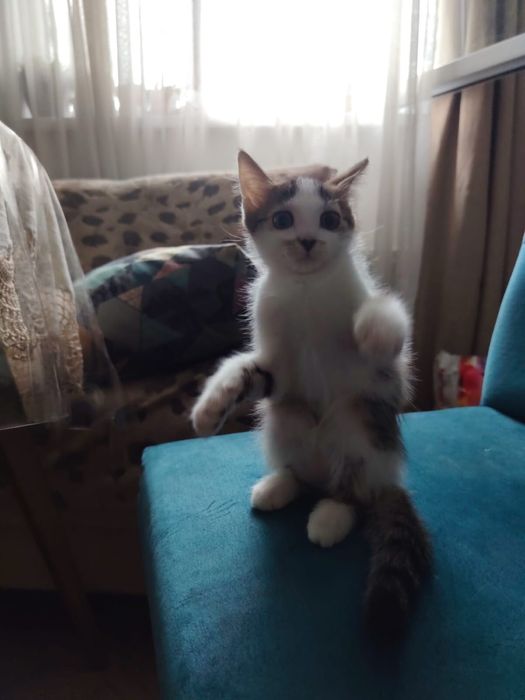 Котенок в добрве руки