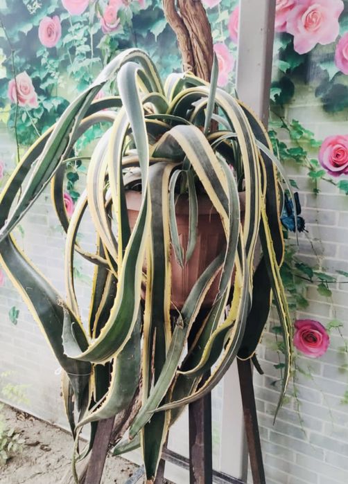 Агава американская пёстрая