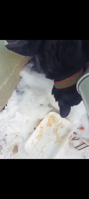 Найдена собака в центре