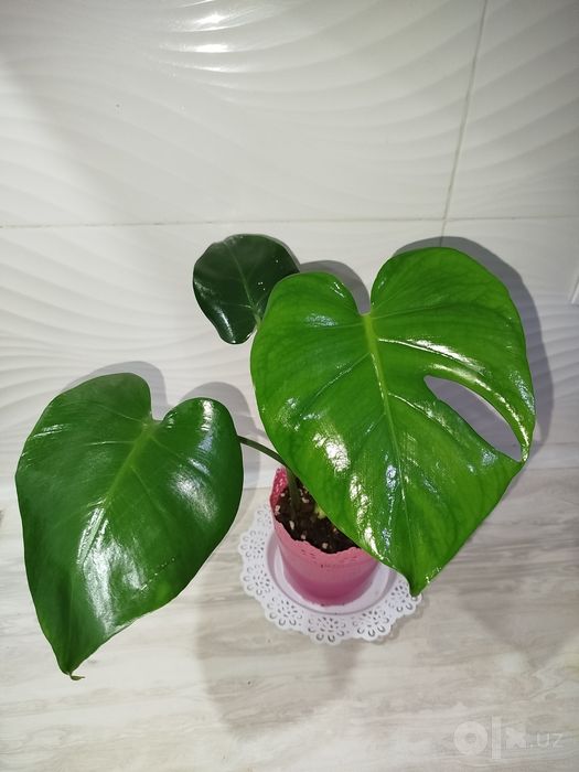 Monstera Delitsioza