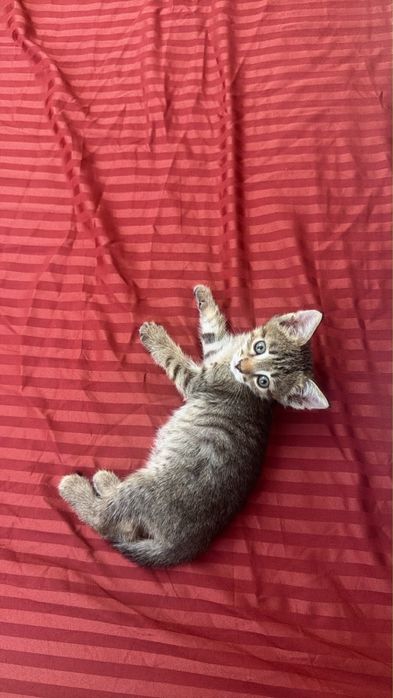 Кошка актау 1,5 месяц