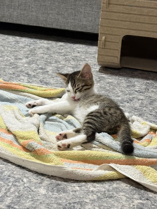 Котенок девочка  в добрые руки