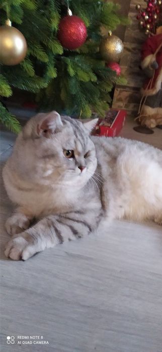 Продаю свою кошку