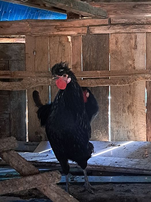 Cocosi de vanzare motati olandezi