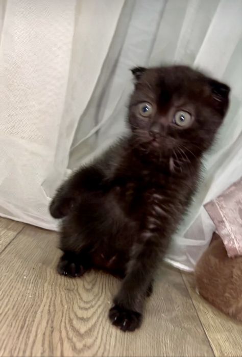 Вислоухая девочка