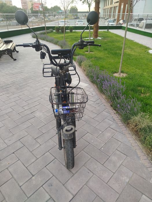 Monstr drongo sukuter