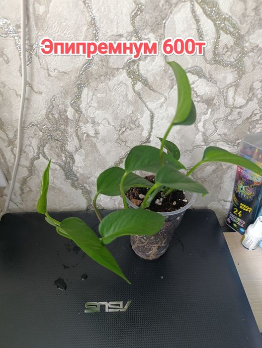 Комнатные растения