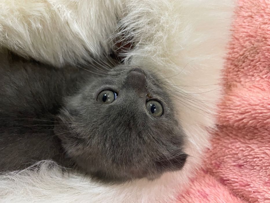 Мушича вислоухий мальчик