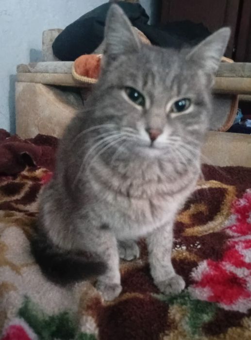 Кошка бесплатно в добрые руки