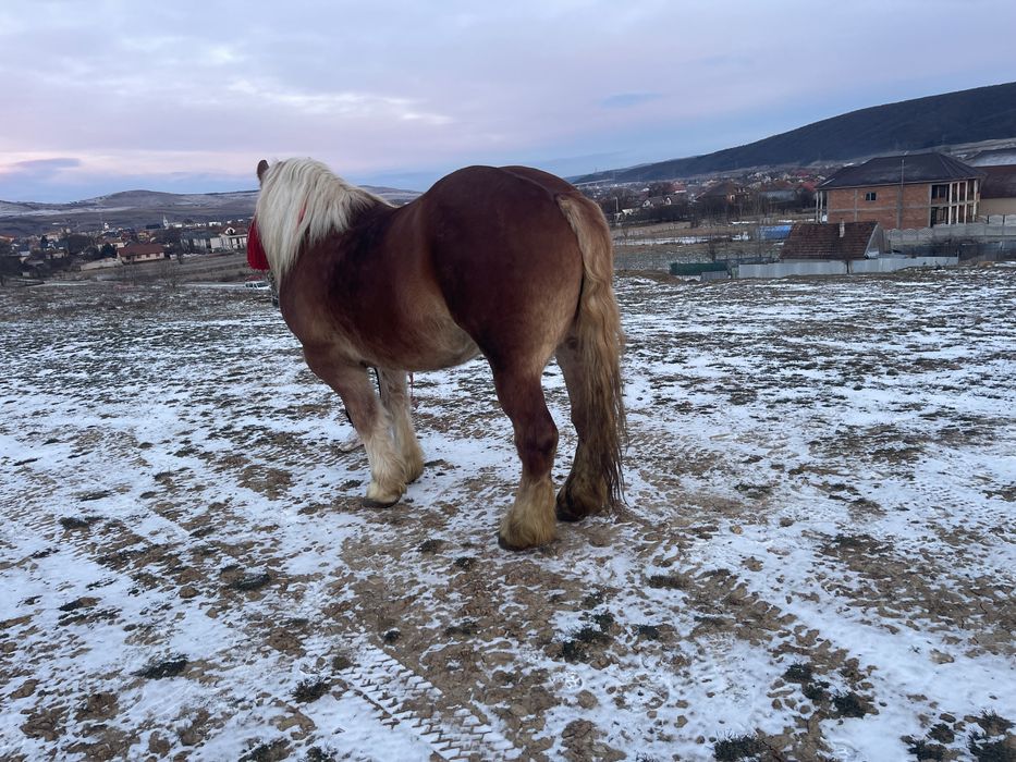 Vănd manză de 3 ani pe 4 gestantă