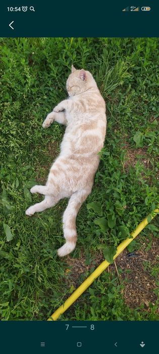Отдам в добрые руки  колечку