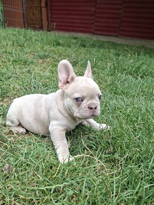 Bulldog francez mascul